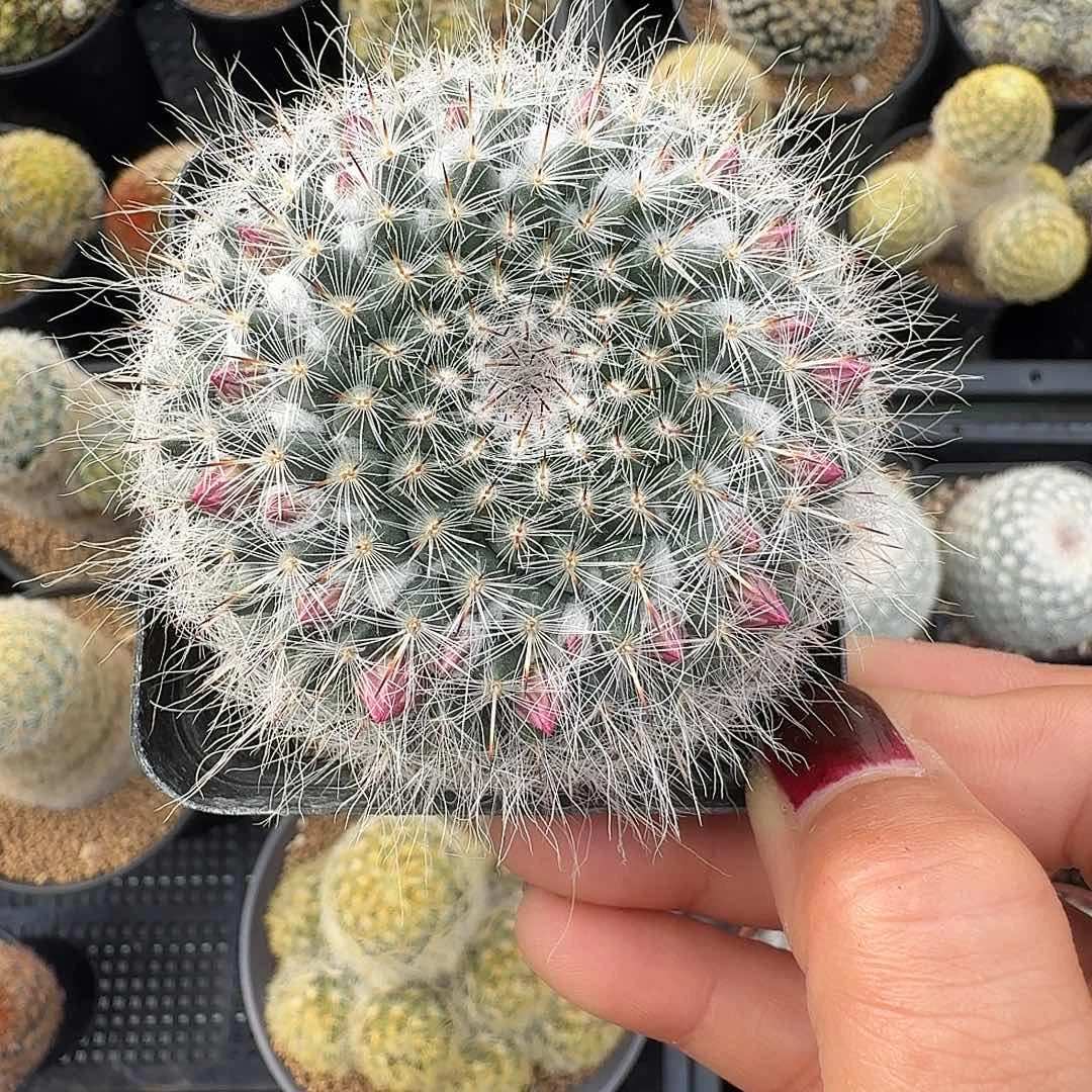 实生乳突脱土发货