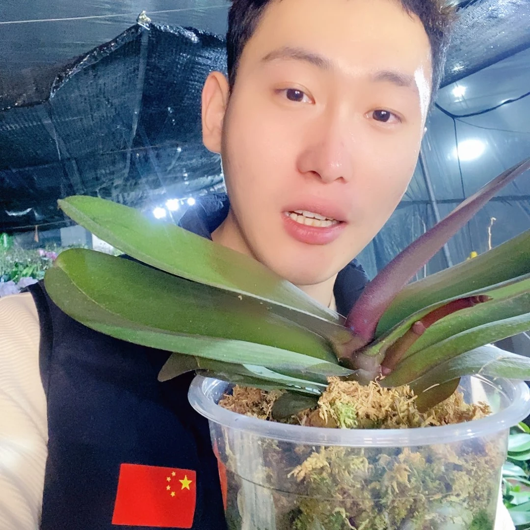 无花朵牛记黑脸5寸