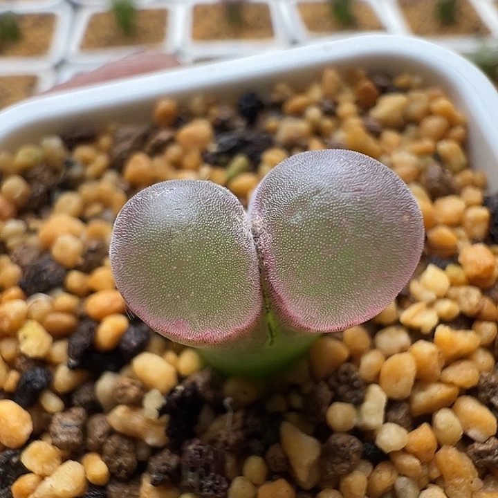 无花朵实生风铃玉39