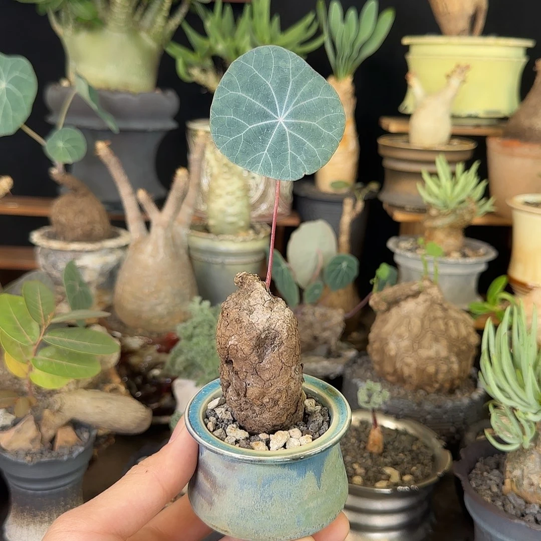 一物一拍老家一叶龟180