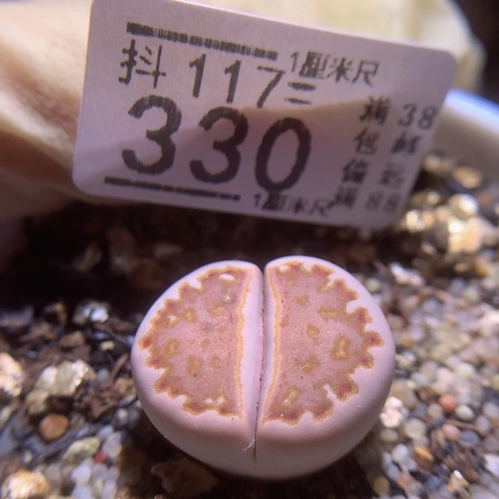 精品生石花117.330