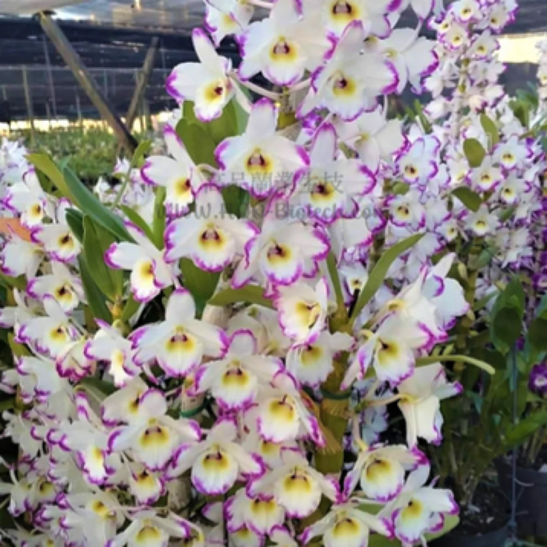 春石斛竞拍满89包邮