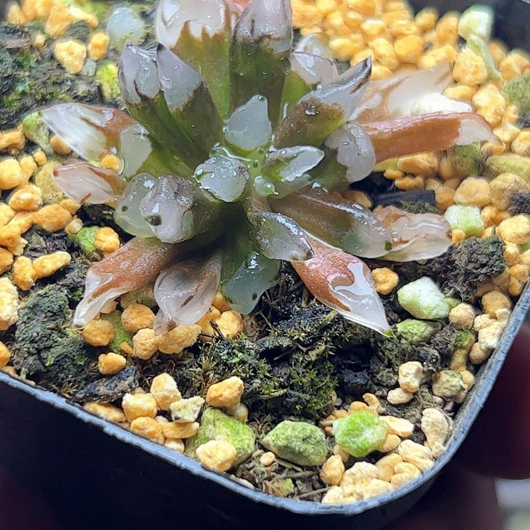 子弹头十二卷多肉植物