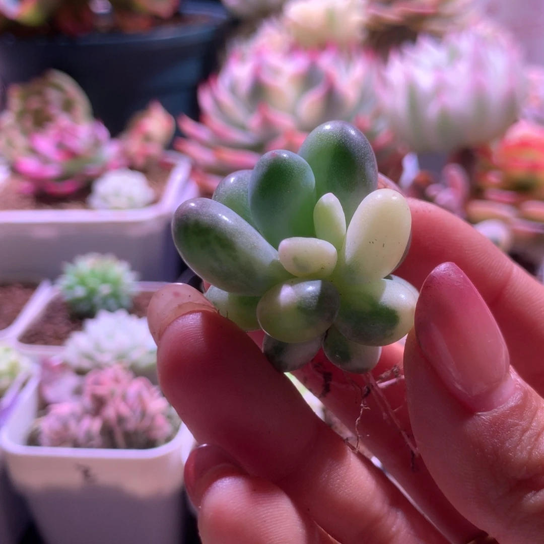 蛋黄奶酪拉丝锦有根