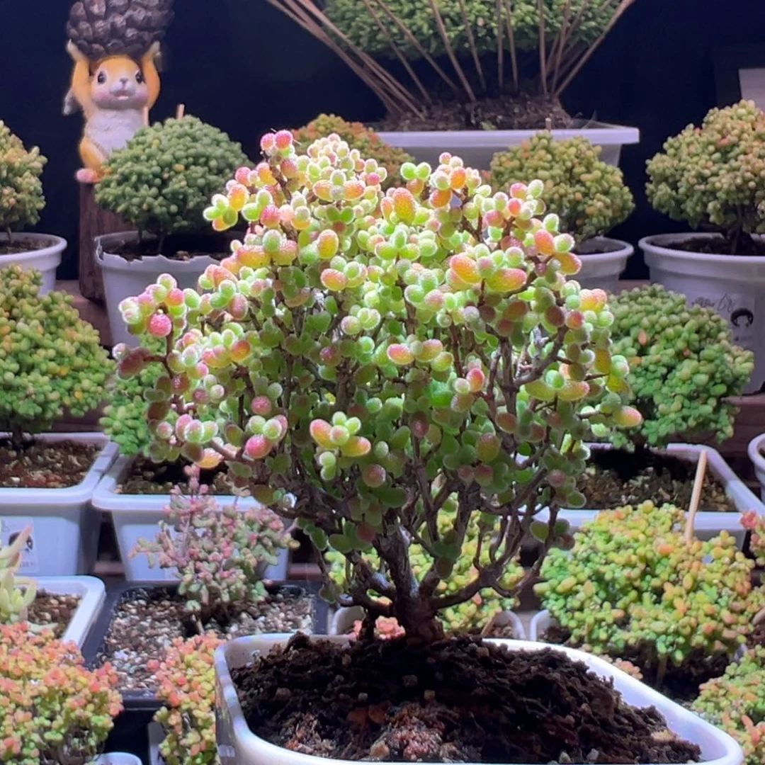 283蜜橘一物一拍带盆土发货