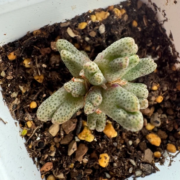 斑马多肉植物一物一拍整体尺寸2.9cm955d斑马15头群