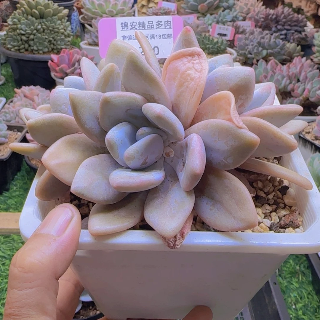 锦安精品多肉植物290