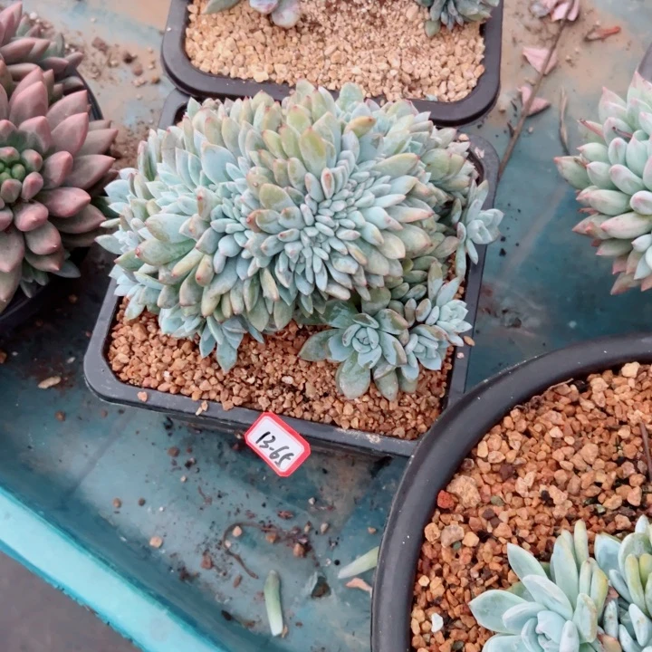 好**来精品多肉植物老桩