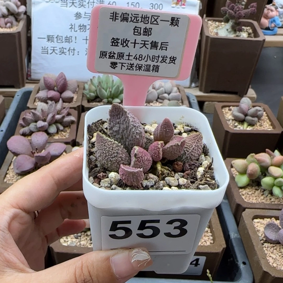依*553实生多肉植物