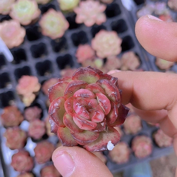 安娜石化【满10颗包邮】