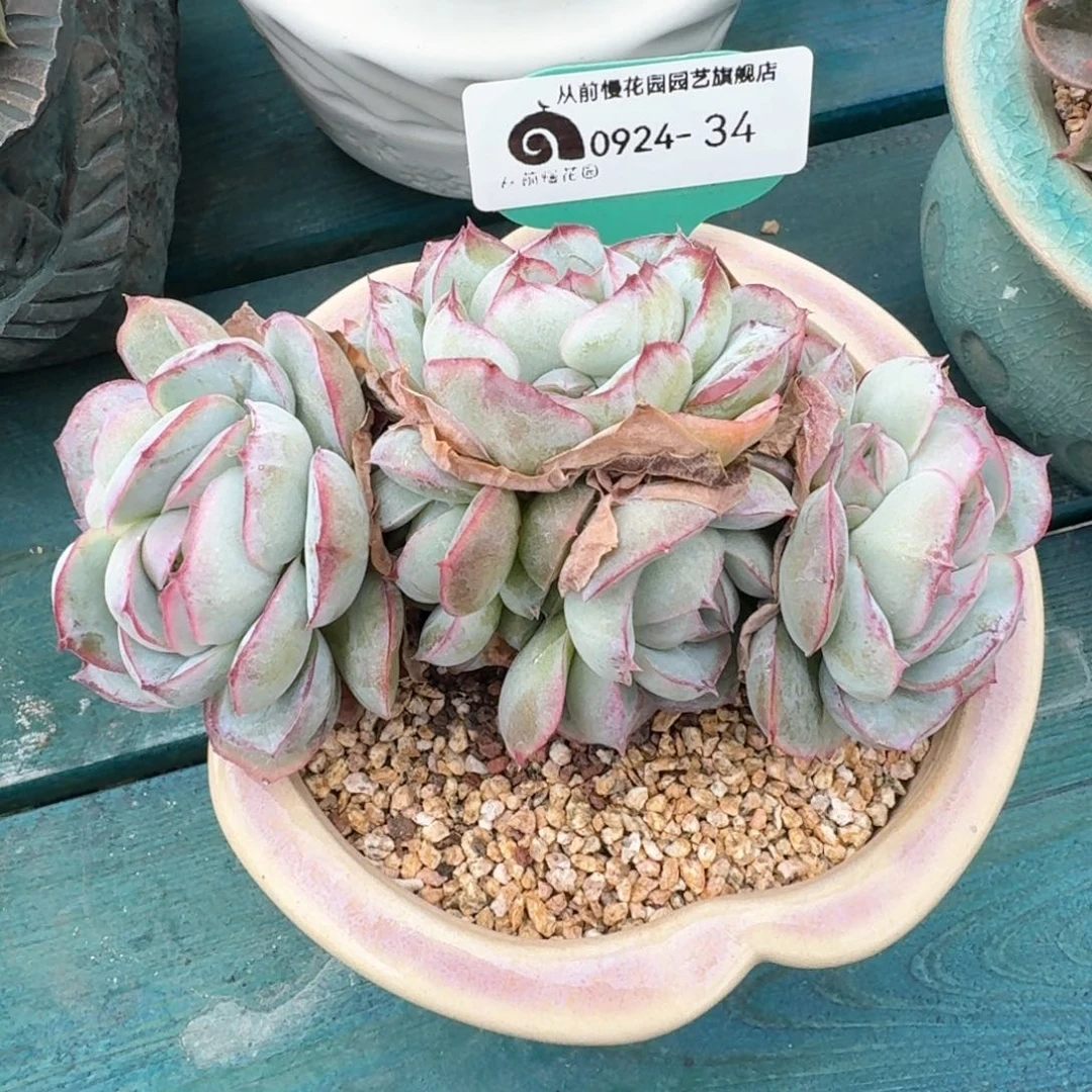 从前慢多肉精选编号0924.34