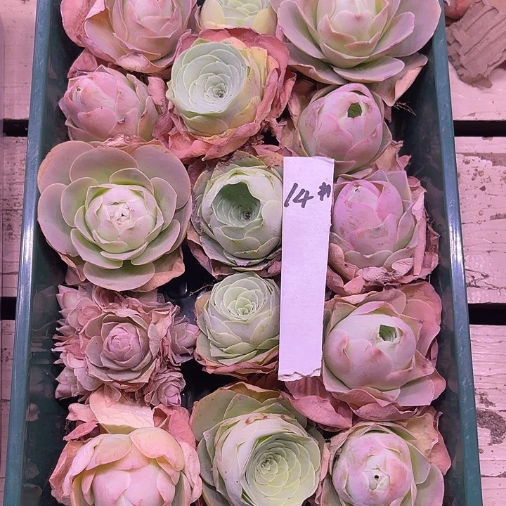 山地玫瑰14号，一物一拍15颗