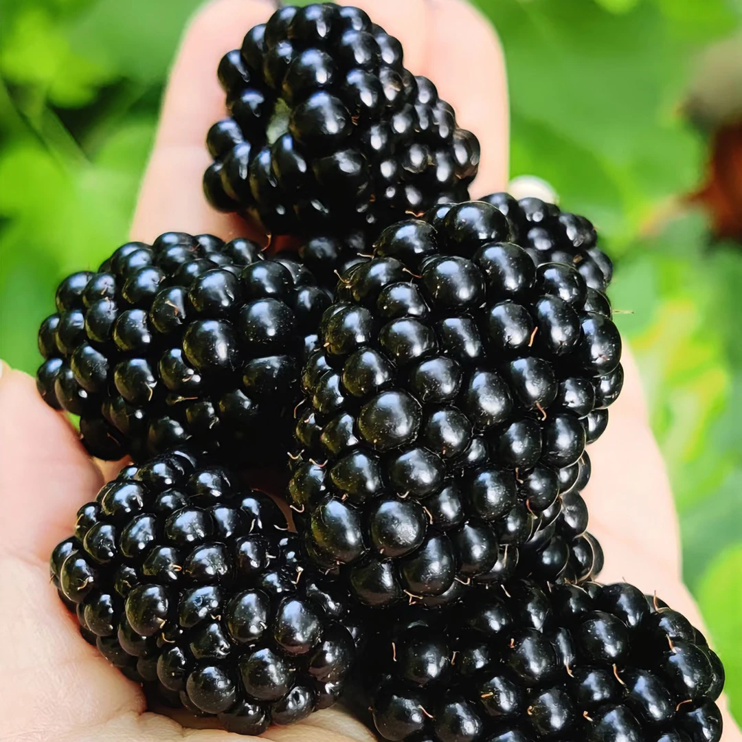 【树熟现摘树莓】云南高原露天种植新鲜树莓空运送货上门