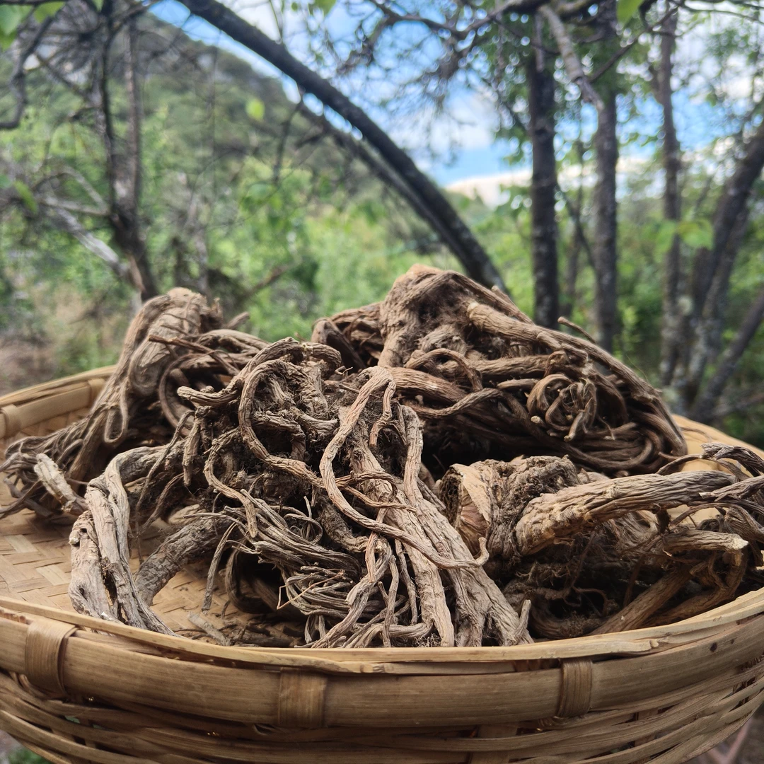 【高原小慧】藏-当-归/拍一发二