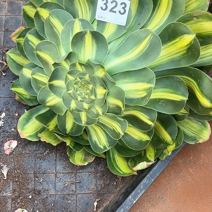 小****d精品多肉植物323