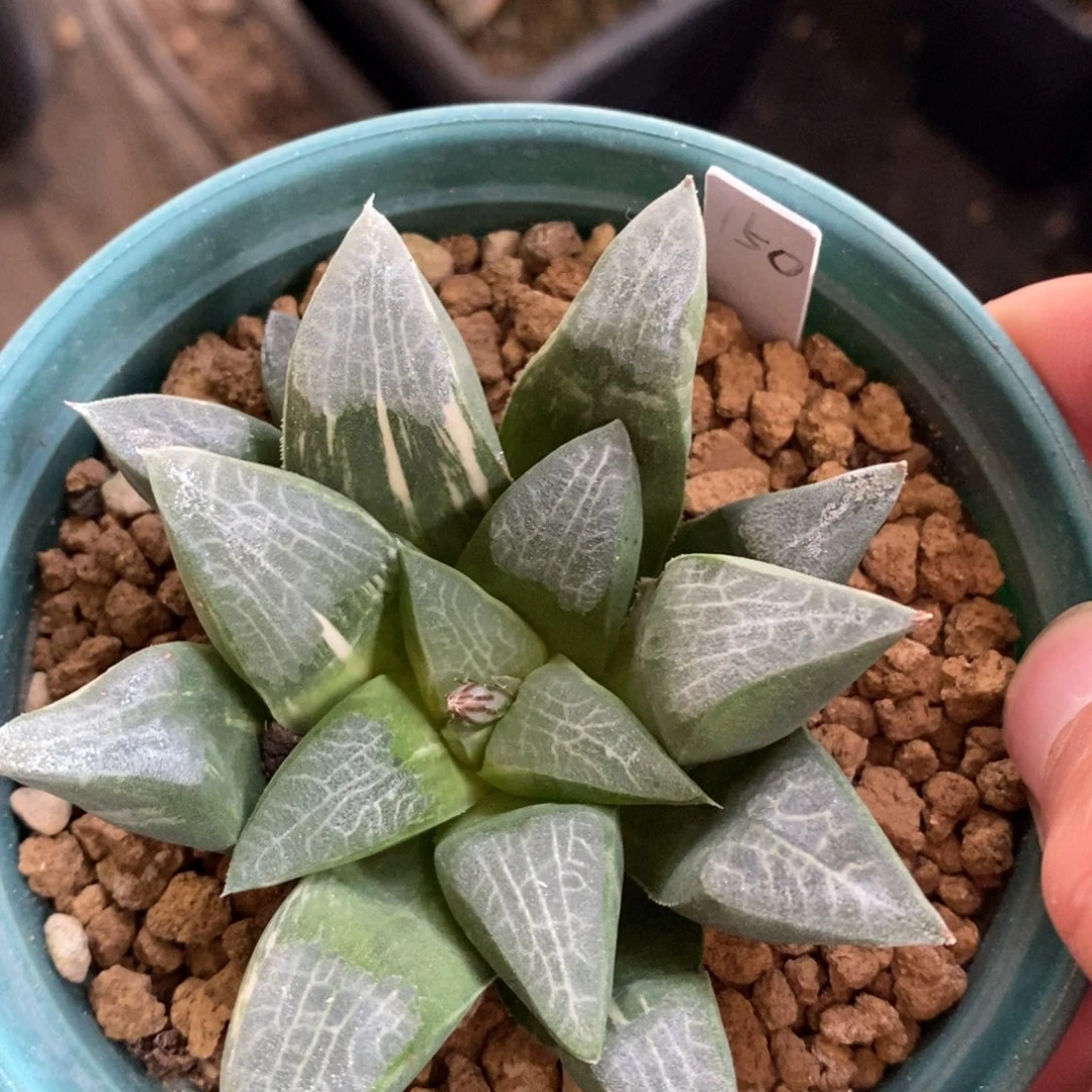 一颗实生克锦 新年福利