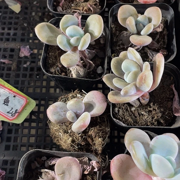 粉兔1元处理没售后带盆