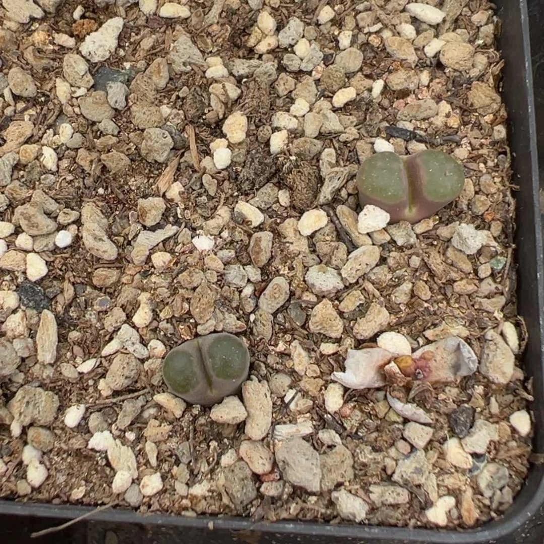 17-133肉锥多肉植物