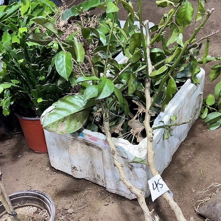 50公分左右树型叶仙两颗编号45