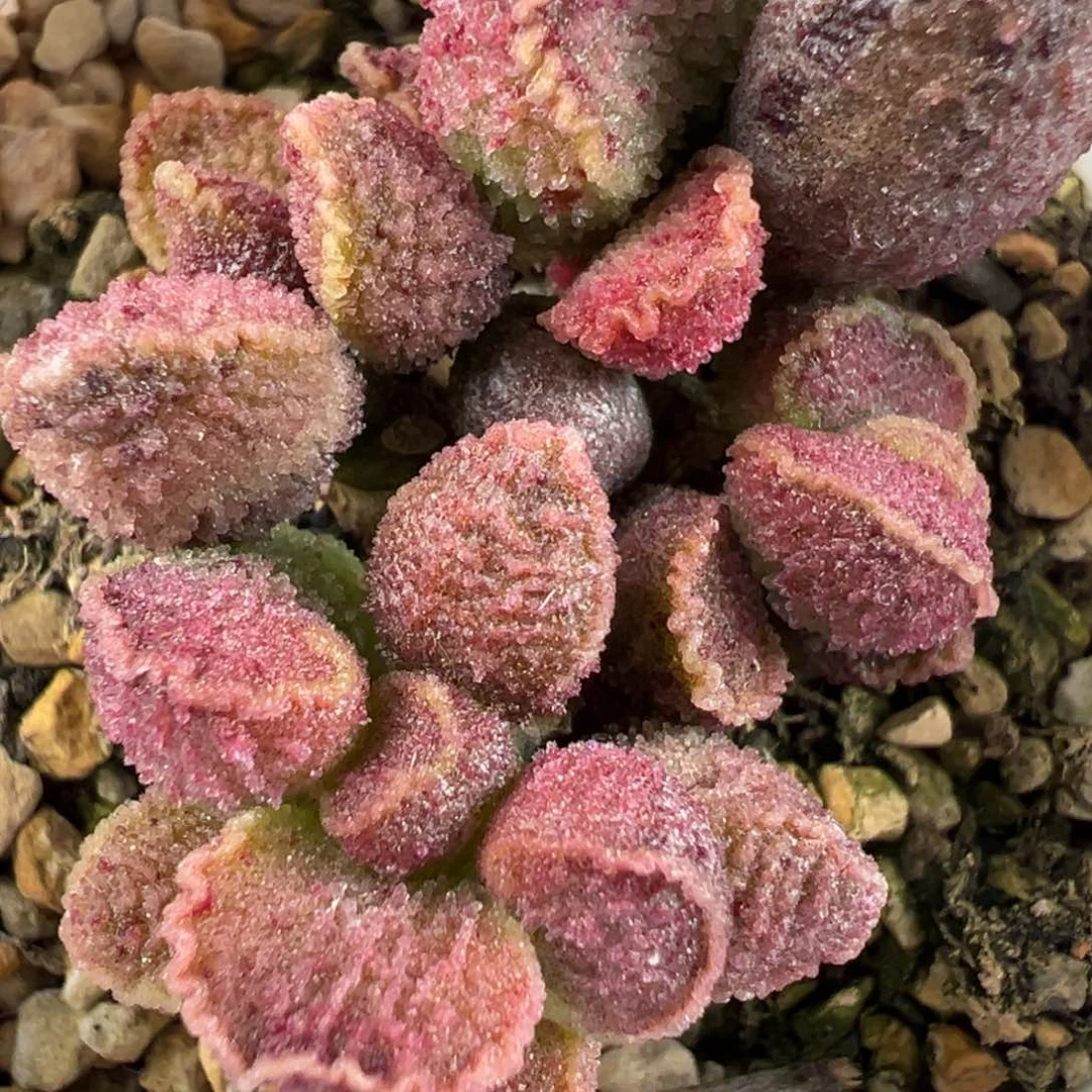 火凤凰老桩多肉植物