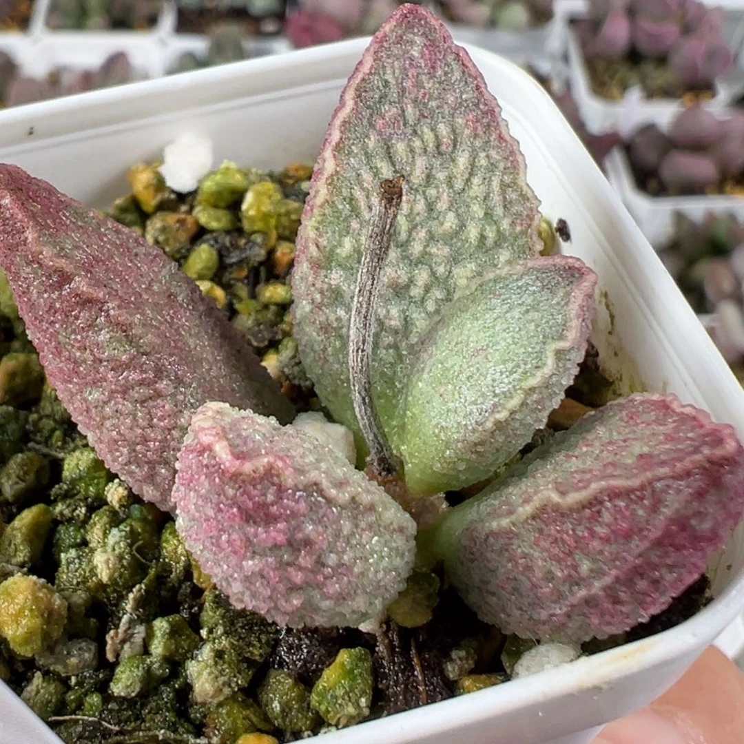 w粉红小猪多肉植物水泡