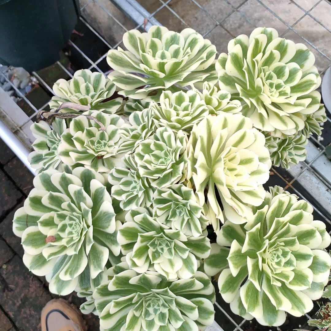 多肉法师锦迈巴赫法师