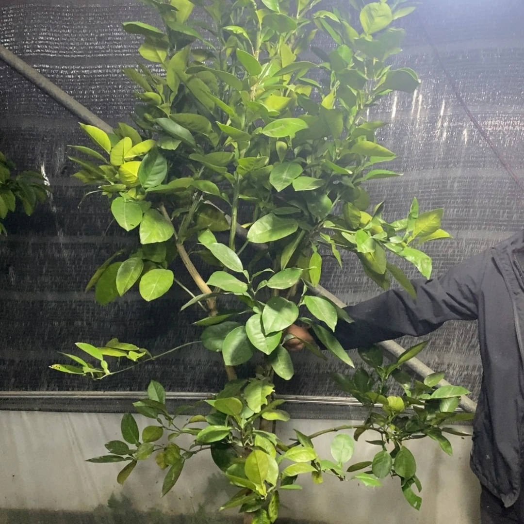 泰国暹罗红柚大苗一棵