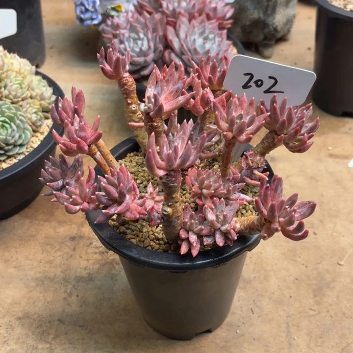 多肉植物，炫彩星202号
