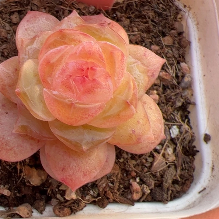 100物一拍，精品糖心，尺寸不大介意勿拍