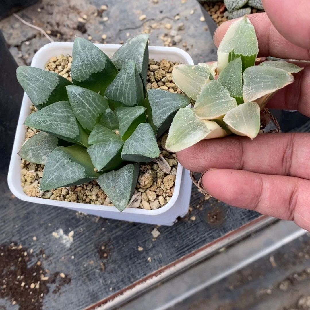 159 两颗一起 点赞福利。