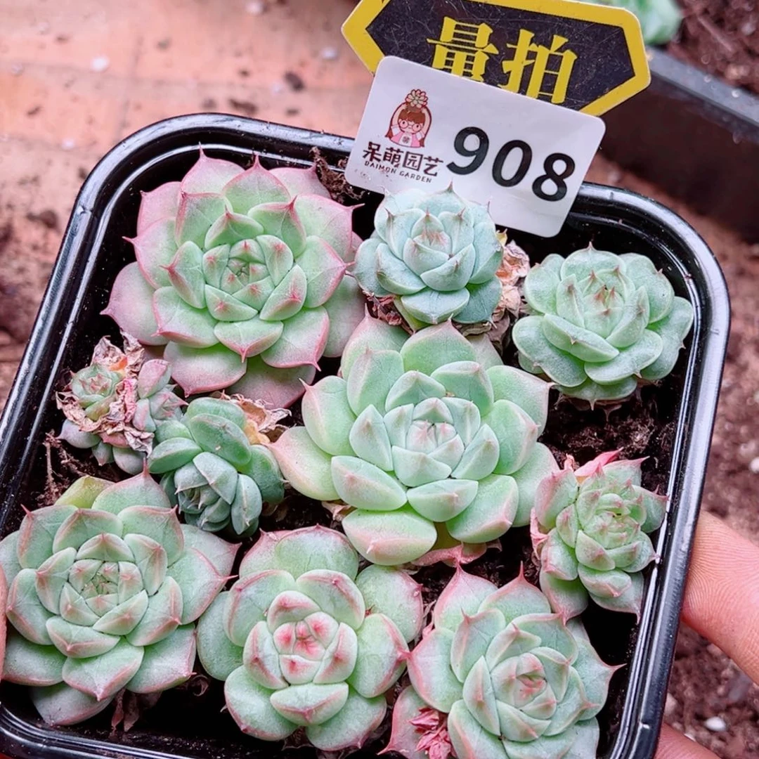 多肉植物多肉植物