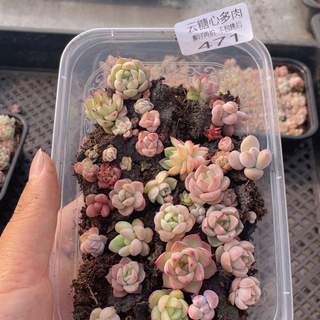 云糖心多肉植物471