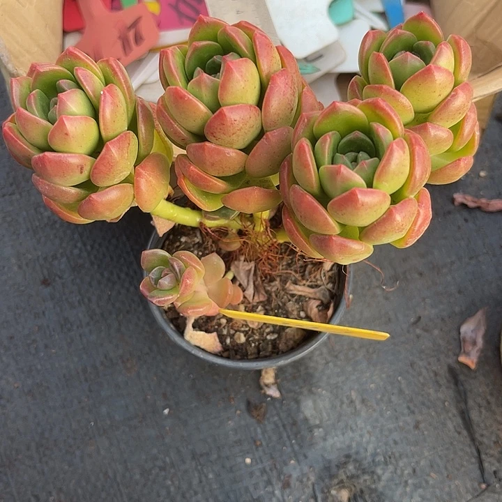 两单包邮，一物一拍，142阳光葡萄