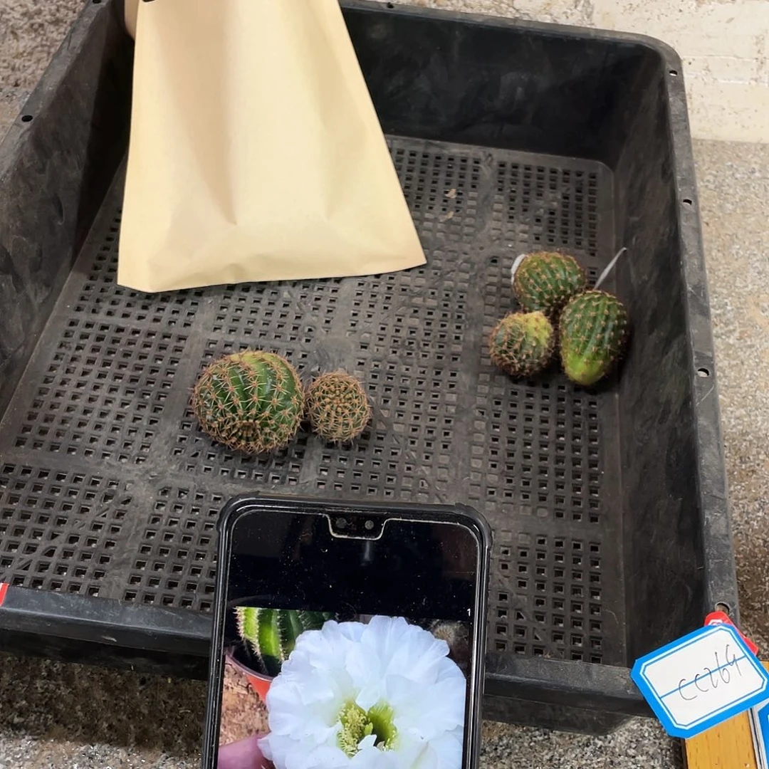 Cc269侧芽3公分以上满18包邮