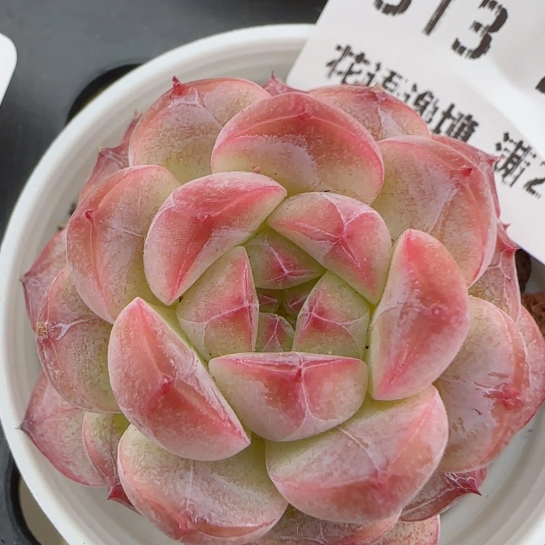 花语逸境0209-313