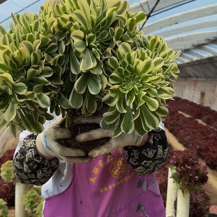 精品缀化一物一拍32