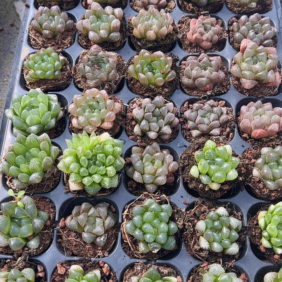 50孔玉露20颗瑕疵不售后量拍