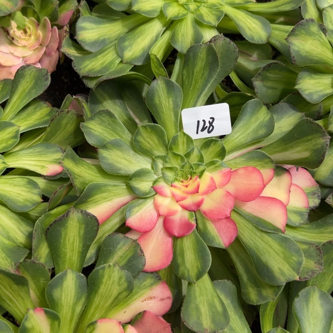 128知否多肉植物系