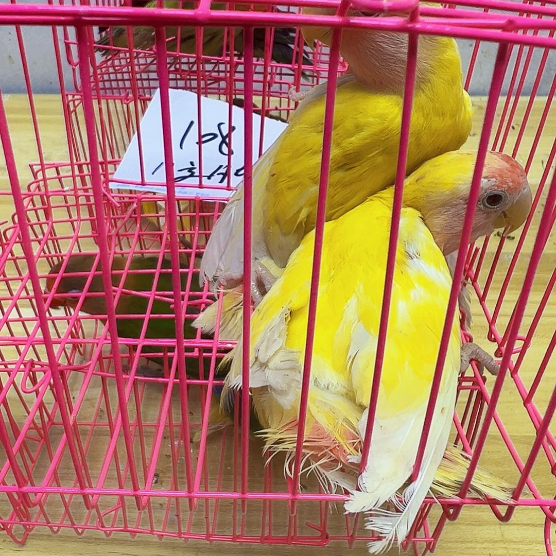 桃脸牡丹鹦鹉黄桃八字脚