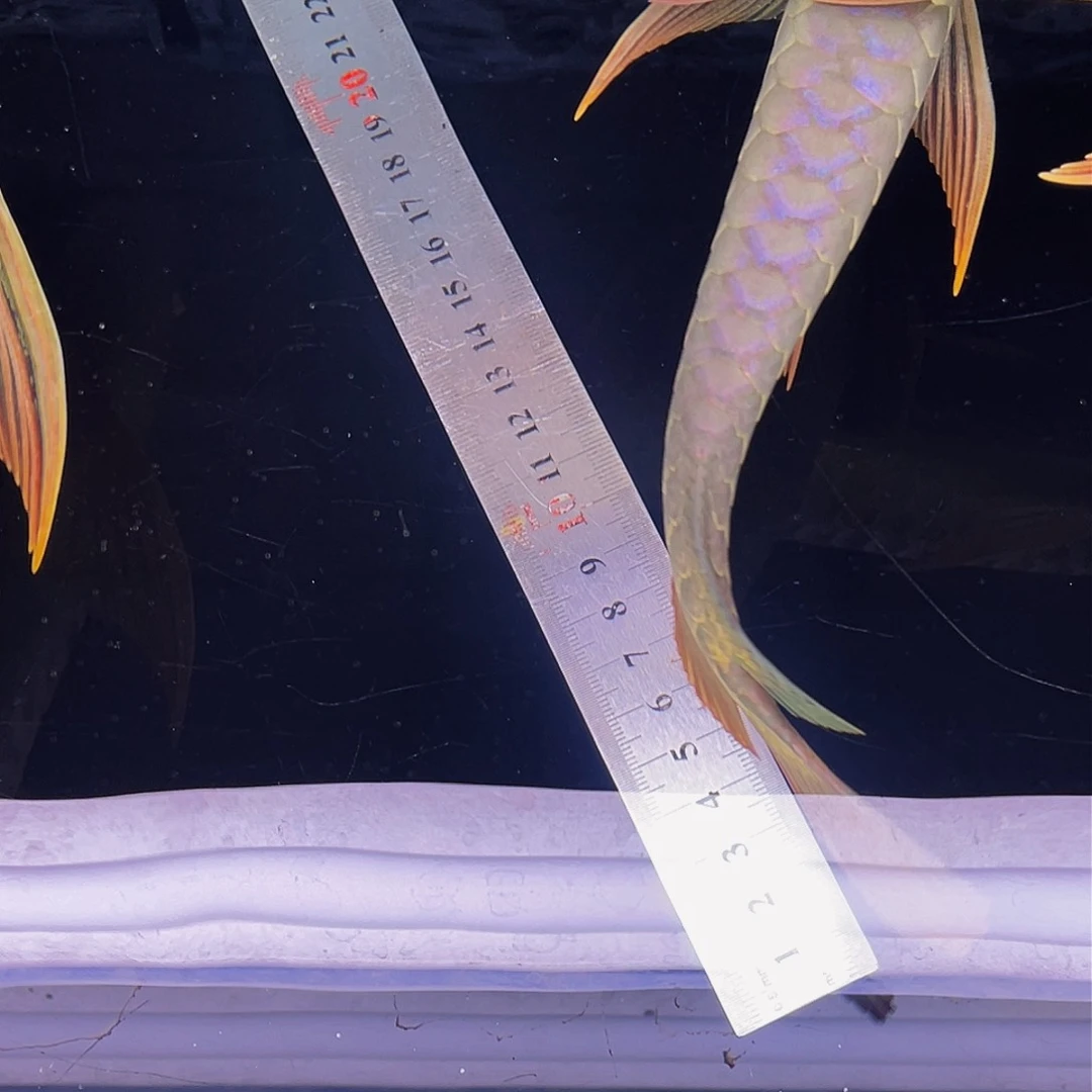 龙鱼誓*源红龙hhhhh