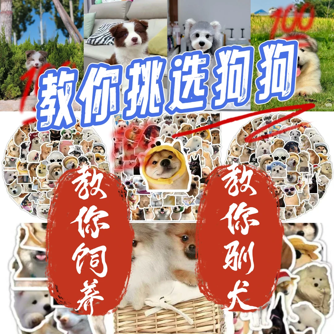 教你挑选狗狗专属链接