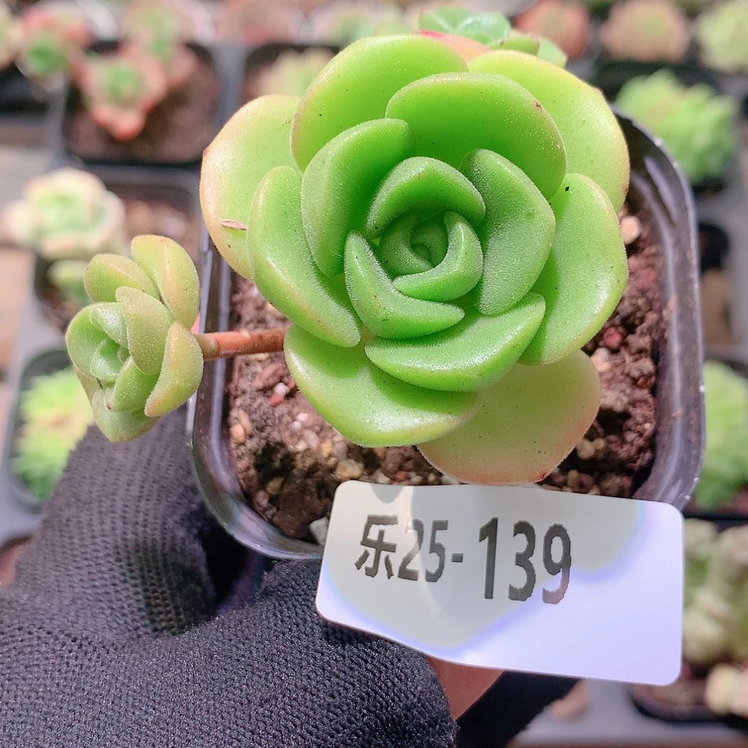 乐然25-139 百合丽丽