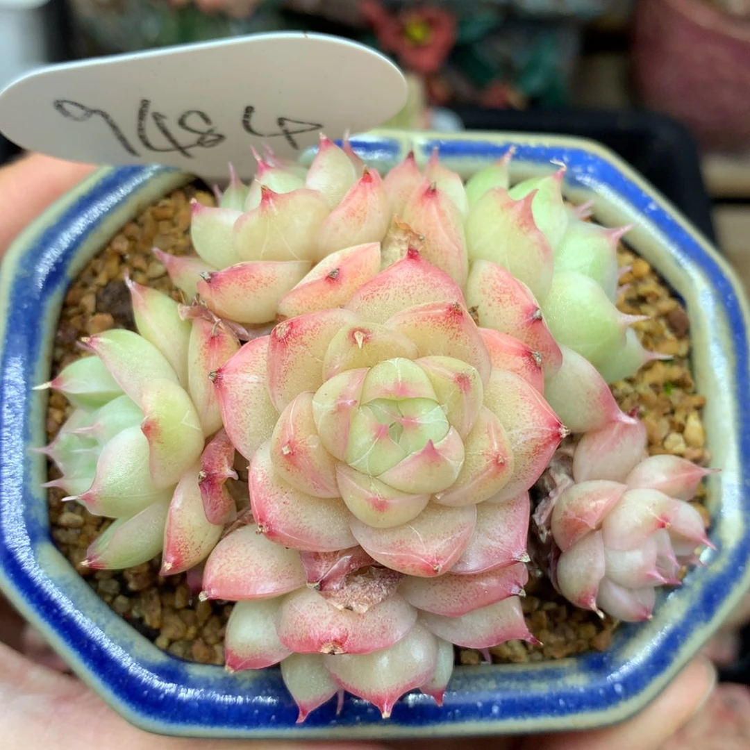 肥圆包麦秆捧花群9484