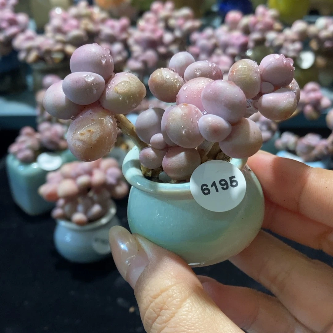 6195糖果腰子蛋带盆土