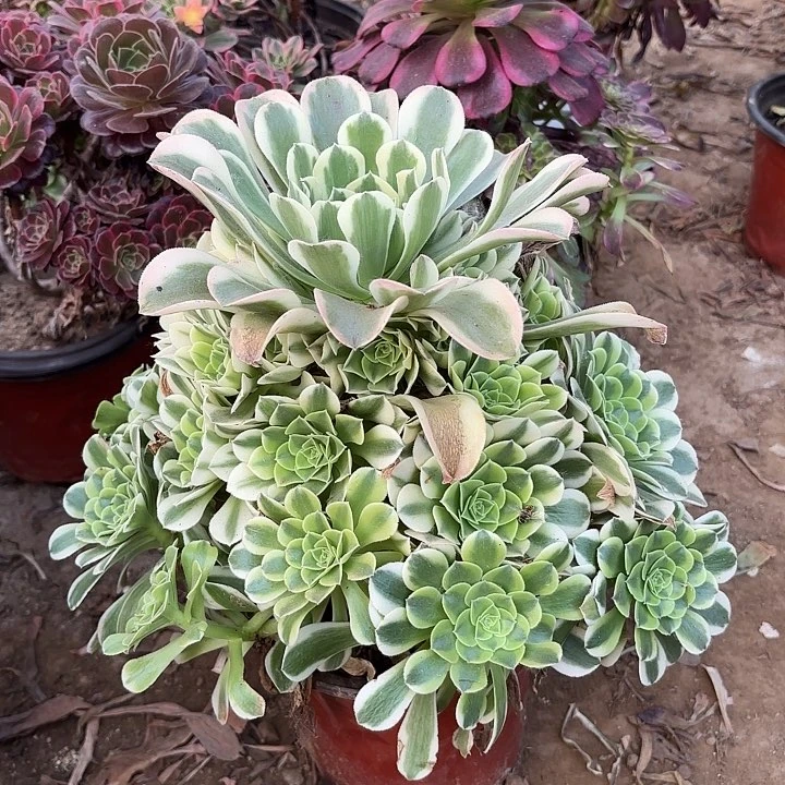 多肉植物绿豆莎6