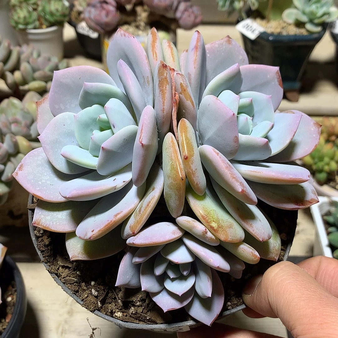 112奶茶多肉一颗15.5厘米