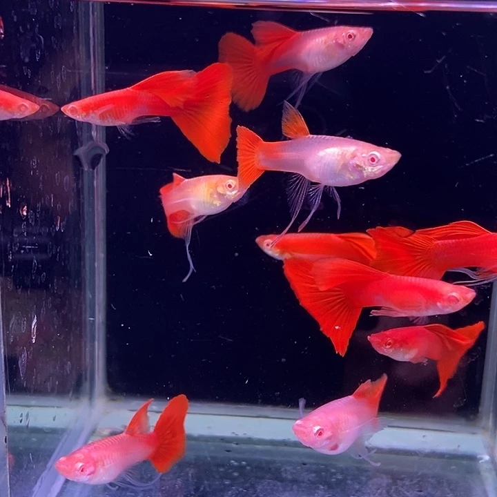 孔雀鱼血红食5对孔雀