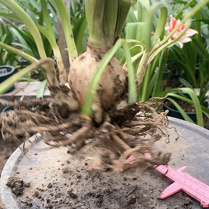 全部花朵阿黛尔5.5以上坨坨696号