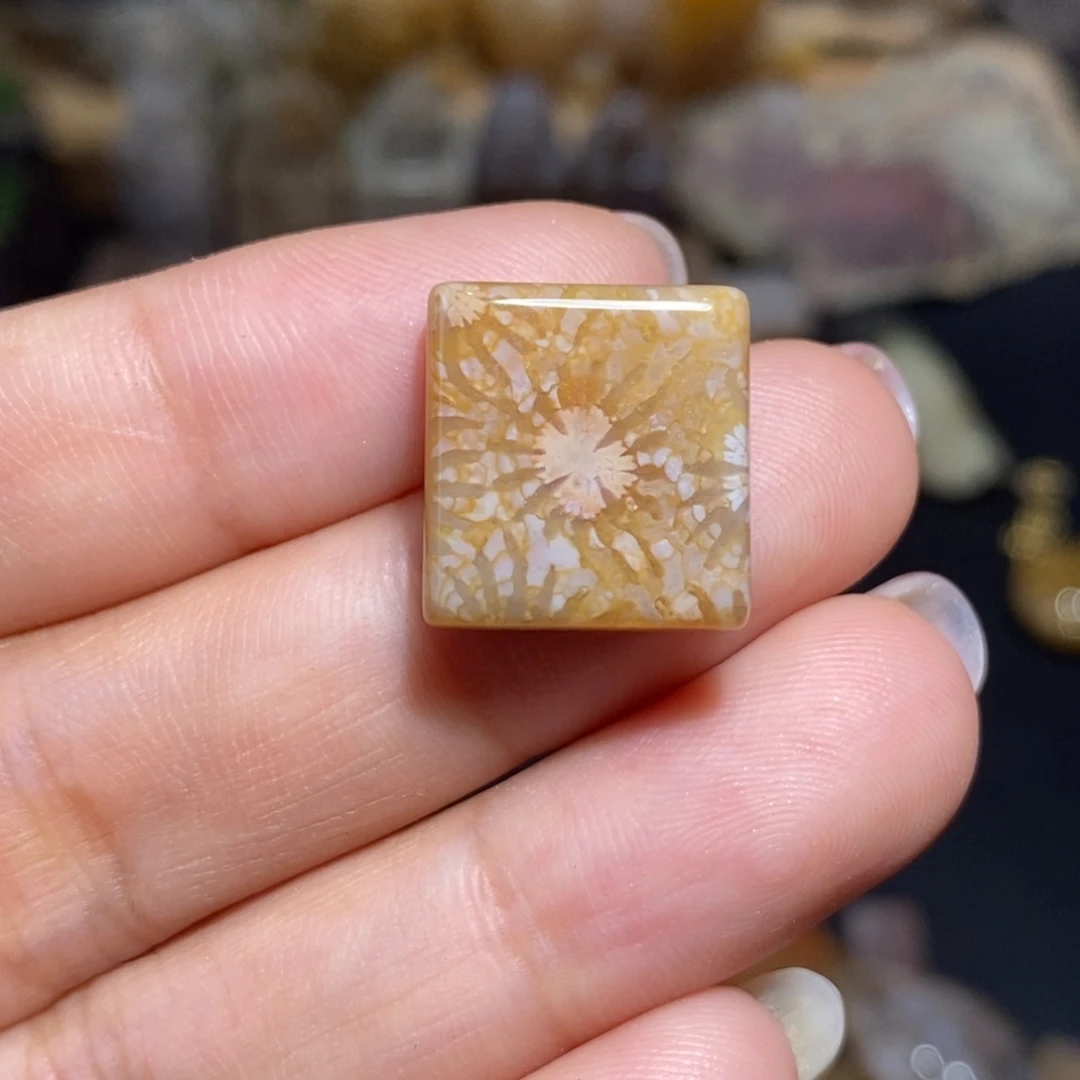 【闪购商品】硅化玉珊瑚玉未镶嵌