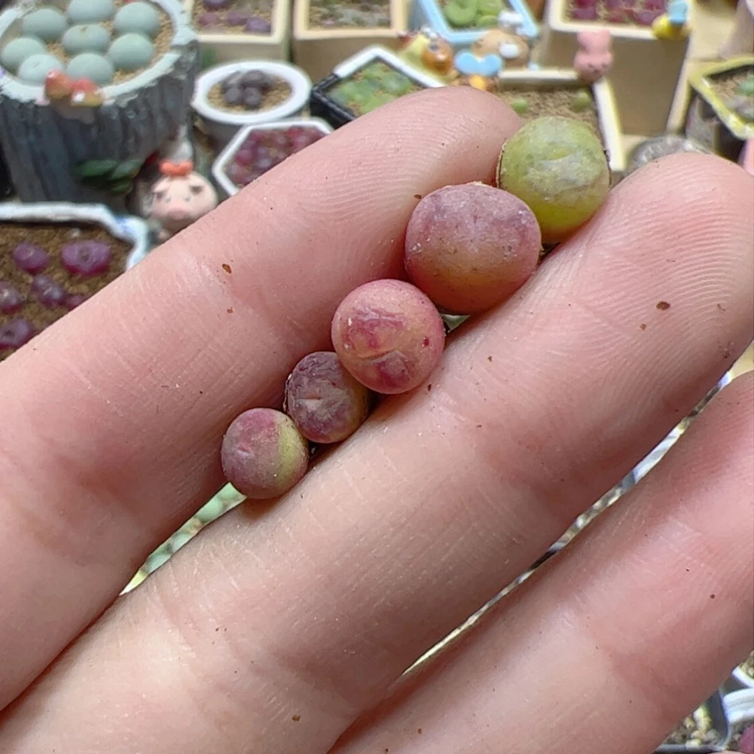 【闪购商品】387 变异